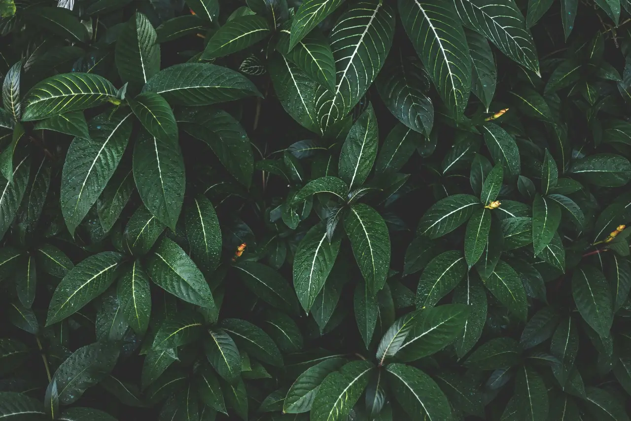 Dense dark green leaves with pale veins, seen from above.