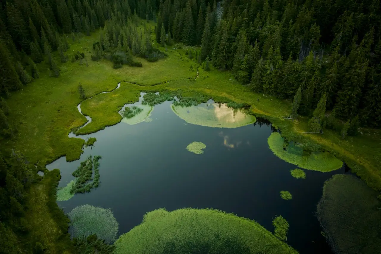 Luftaufnahme eines stillen Sees, umgeben von dichtem grünem Wald.