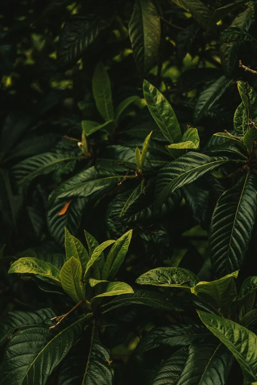 Soft green leaves catching the light, photographed by Hans