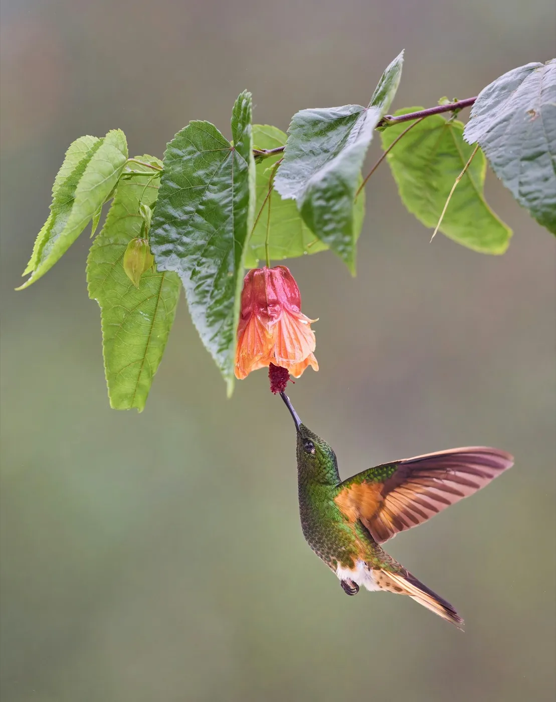 Ein Kolibri, der Nektar aus einer orangefarbenen Blüte trinkt, umgeben von üppigem grünem Blattwerk